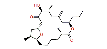 Amphidinolide T1